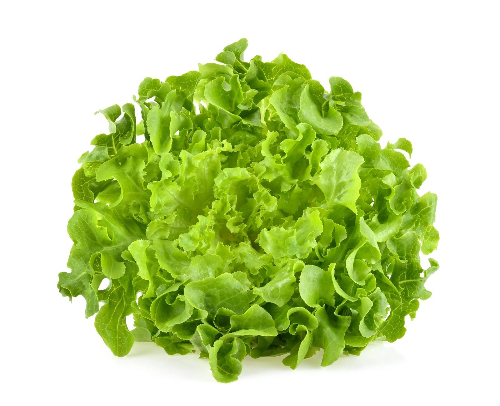 l_gruener eichlaubsalat Salate & Blattgemüse - Eichblatt­salat - Hofladen Altkö